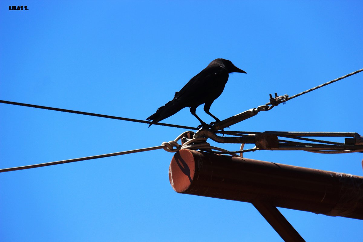 lilassaffarini's tweet photo. #wild #wildlife #birds #crow #aqaba #palm #blackandwhite #blackandwhitephotography #sea #beach #travel #sky #nature #landscape #bird #season #autumn #fly #wings  #fence  #abstract ♥ https://t.co/x4ip61ng80