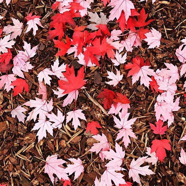 BlueBeanStudio's tweet photo. First day of Nov already?!🍁
Taking a moment to count my blessings in this different season of life &amp; feeling incredibly thankful for the past 5 months! Bring on the festivities ✨
#justkidding #sonotready #changingseasons #fallfoliage https://t.co/2lBRgWz4mG https://t.co/bwGWqji8y0