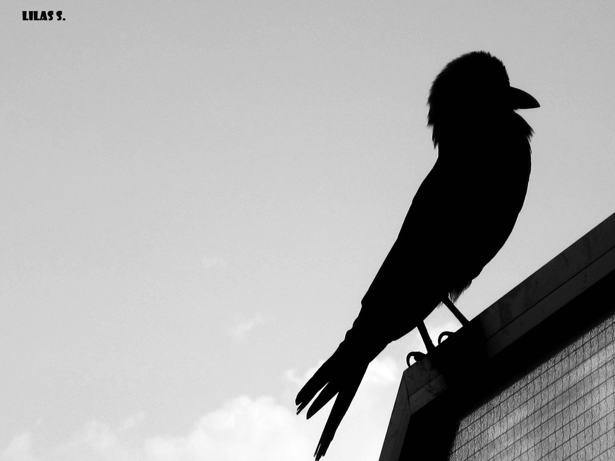 lilassaffarini's tweet photo. #wild #wildlife #birds #crow #aqaba #palm #blackandwhite #blackandwhitephotography #sea #beach #travel #sky #nature #landscape #bird #season #autumn #fly #wings ♥ https://t.co/mjTblrH3Y1