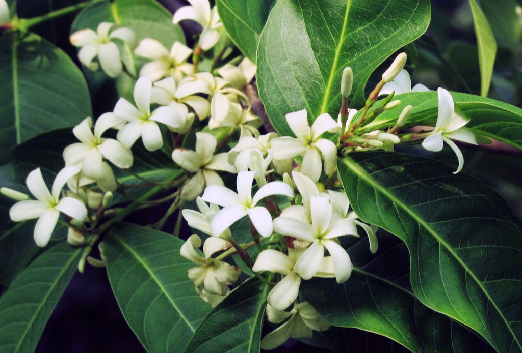 Pre pubescents, little girlshaving sex stories