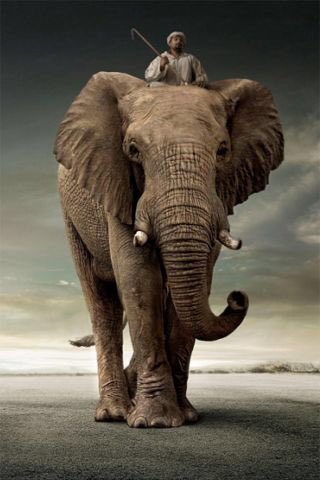 CoachingKinetic's tweet image. Who do you think is in control, Rider or Elephant? #understandingself #developmentalcoaching