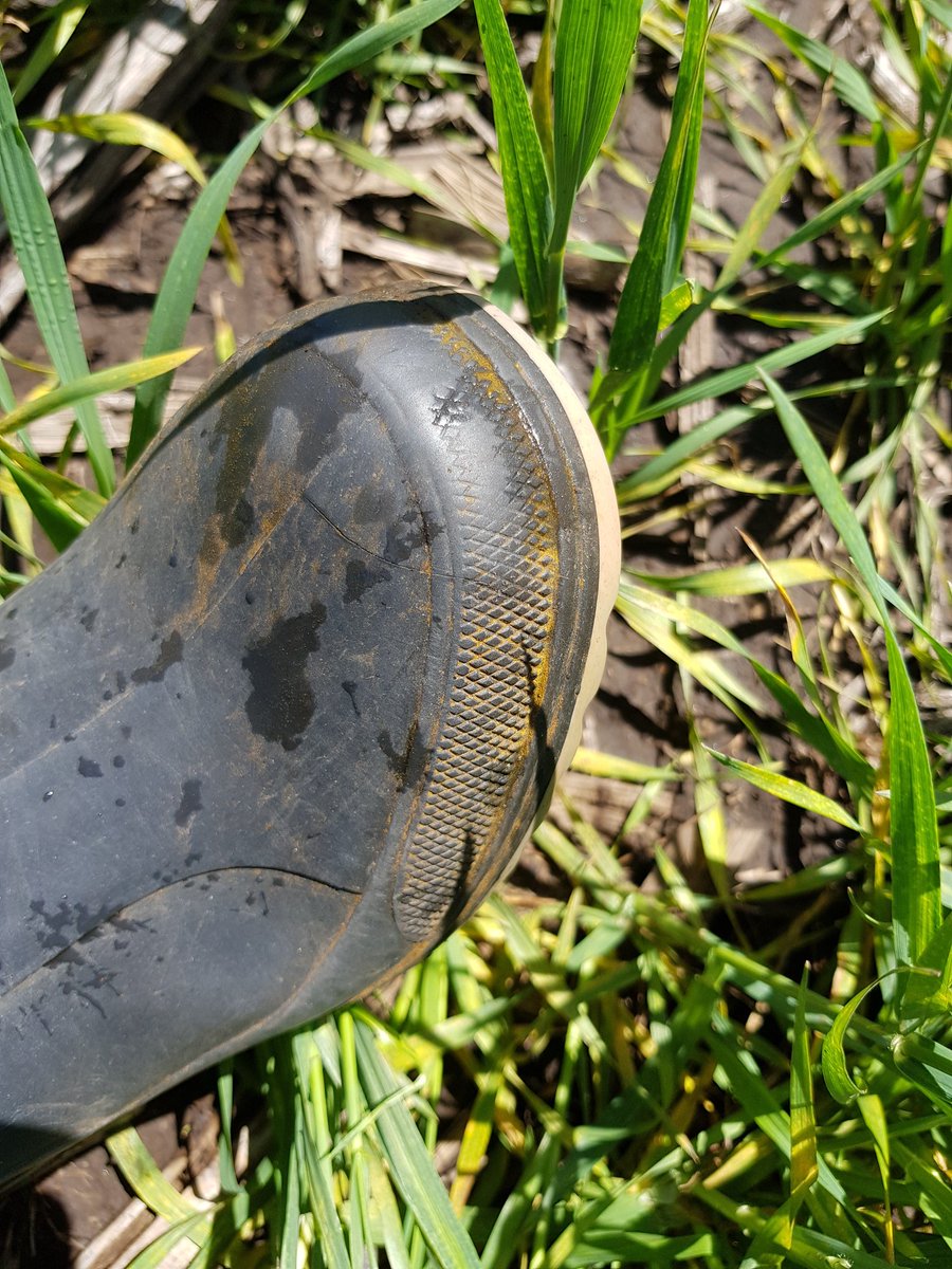 #VientoSur cuando la vimos venir y la logística viene 15 días atrasada... wheat killer