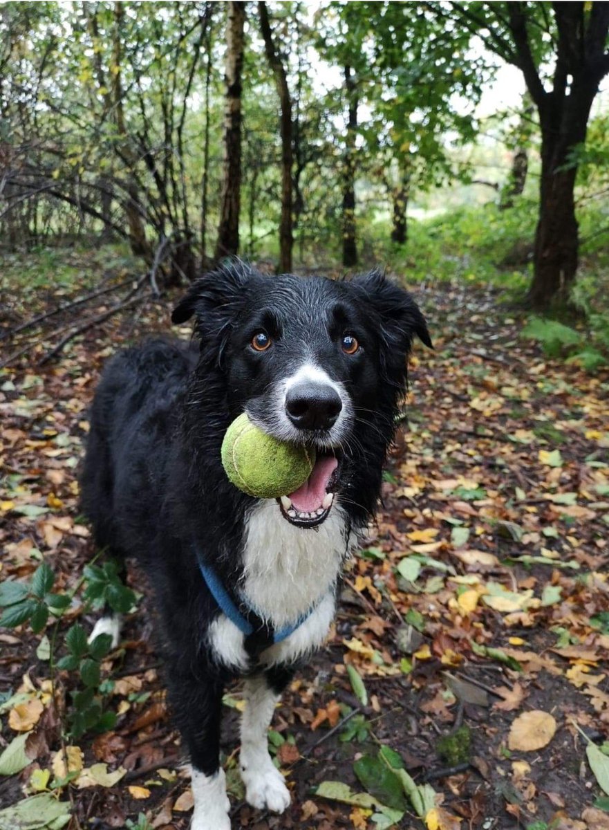 Handsome Digby with his most favourite thing in the world....A 🎾!! He loves one on his walks and in the swimming pool 😂😂 #Dukinfield #Tameside #ashtonulyne #doghydrotherapy #canineswim