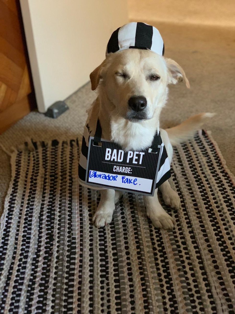 jeronimoarzateh's tweet photo. El Simba listo para pedir dulces ๐๐ป๐ถ๐#halloween #pet #labrador #badpet #labradorfake #dulceomordida https://t.co/dTw6cZFVhU