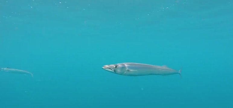 LegaSea_NZ's tweet photo. The NZ barracouta aka snoek or even Sth Is sailfish -not popular in NZ but every creature has a part to play, even if it is robbing fishers of shiny tackle so they can support the local tackle store and help keep our economy going. Credit: Mike Bhana https://t.co/L2XwaQl1FF https://t.co/cBCSlXB0GW