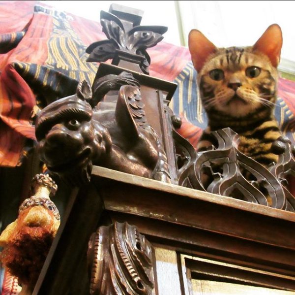 oldfloridabooks's tweet photo. Bob and his new #grotesque friend hanging out atop the #Gothic #bookcase. https://t.co/5d05cisMUn