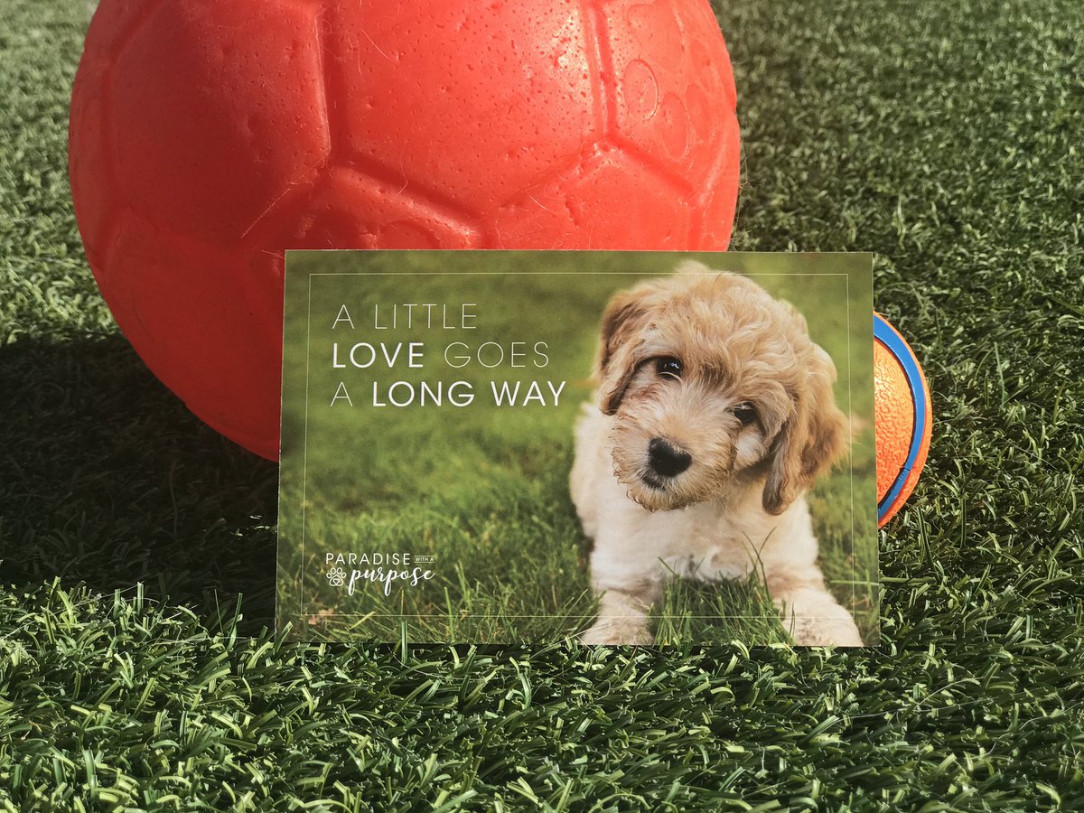 pparadiseresort's tweet image. A little love goes a long way. ❤️ Help a pet in need by donating a 20 pound bag of pet food at your local Pet Paradise and receive a free night card as a thank you from us! Our 10th annual Food for Paws pet food drive is through December 31. #Paradisewithapurpose #mypetparadise