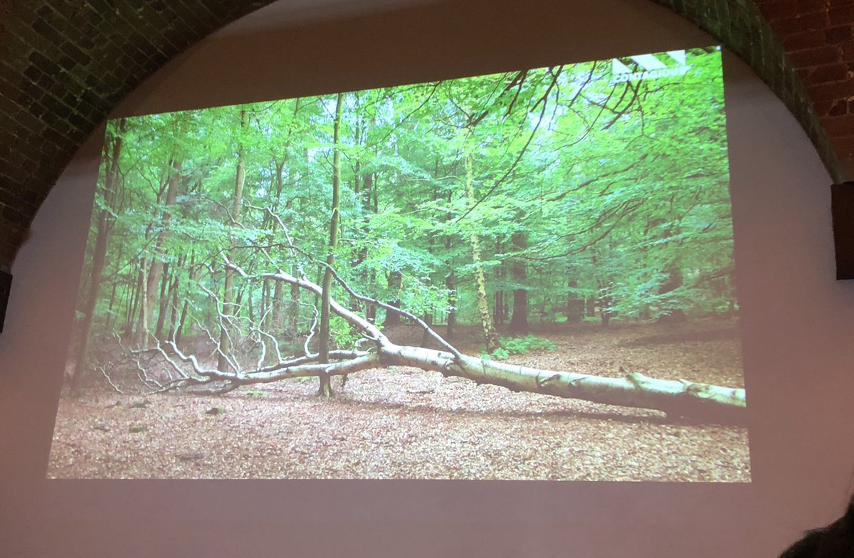 lisa_williams's tweet photo. The good old tree in the forest analogy is revisited at @contagious with overtones of the discussions had at the @CuboGroup  brand immunity event #creativity #advertisingvalue #brandpurpose https://t.co/SiPUQA58a6