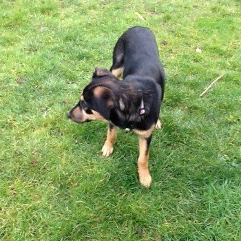 millypod1's tweet photo. 🆘BETSY #Lost #ScanMe Cross Breed Female 
URGENT LONG TRAINING LEAD ATTACHED.
#Cassington West #Oxfordshire #OX29
PLEASE SHARE.
#OX2 #OX20 #OX28
https://t.co/MzOVMu7akO https://t.co/OjfcYnxLVq