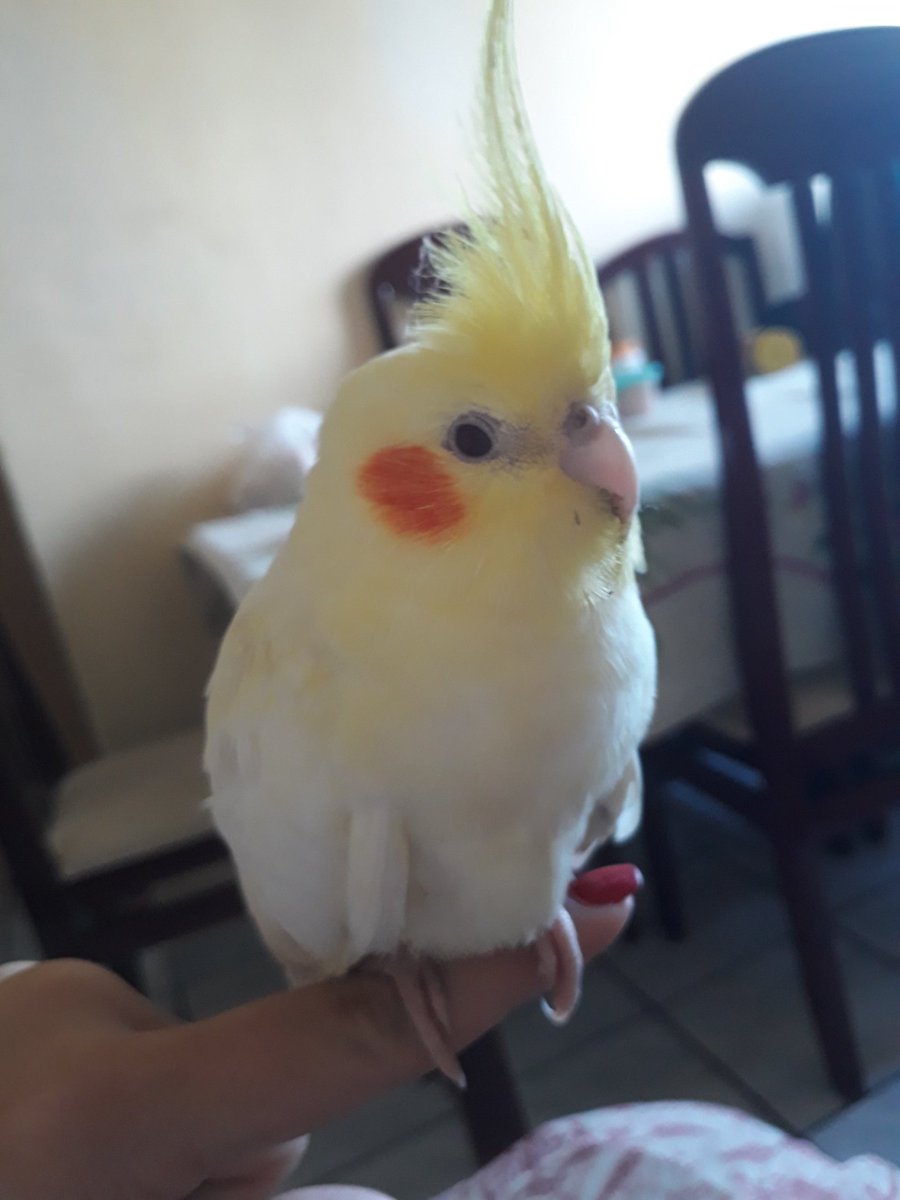 Cibelle#parceirobeta tweet media