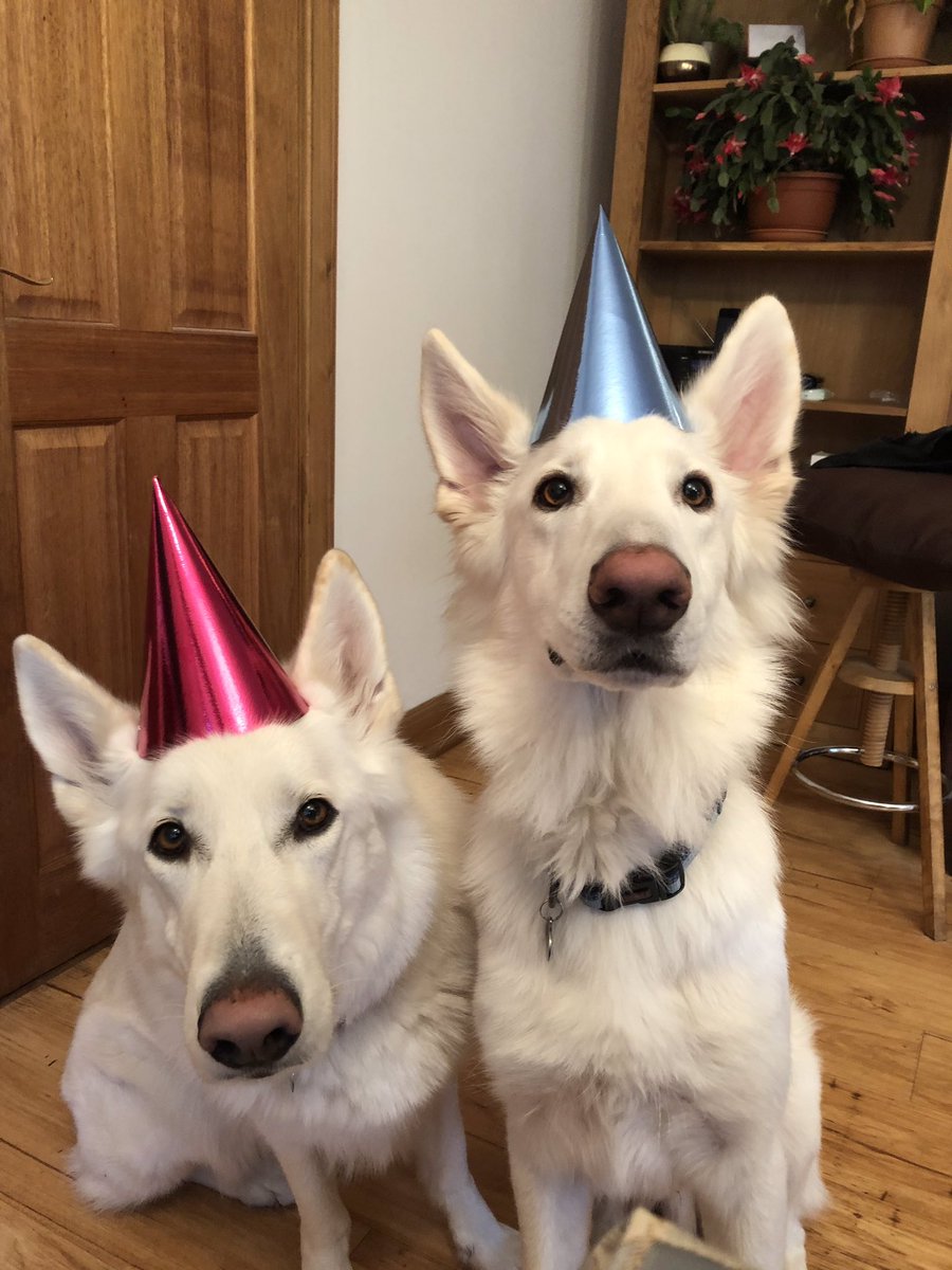 Harveywgsd's tweet photo. Maya’s 4 today 🎉❤️ https://t.co/PAYs3z096k