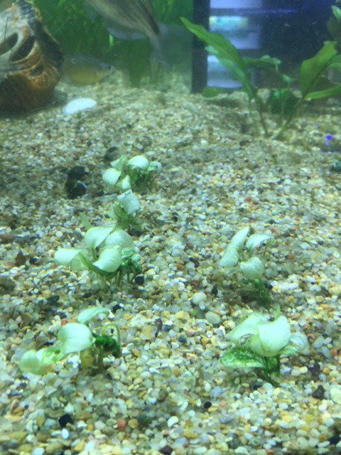FGFlow's tweet image. Rare Plant Alert at our Houston Location! Just got in some Anubias Nana Petite White. Limited stock. Available NOW!