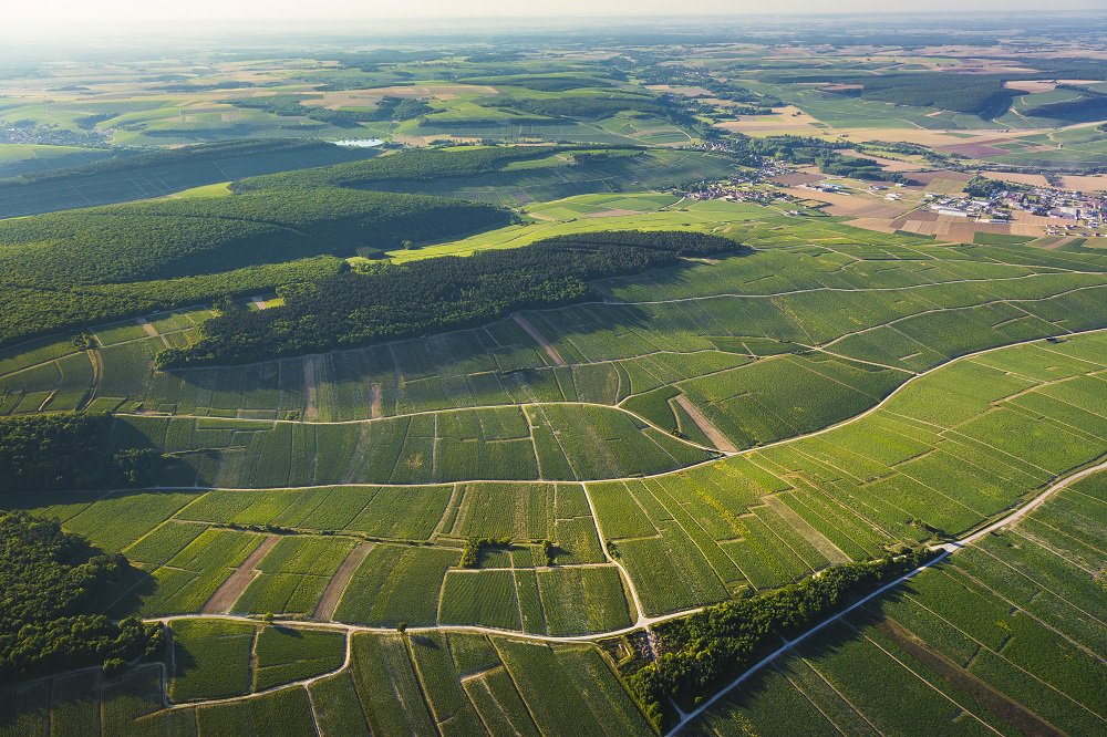 canterburywine's tweet photo. Its mouthfeel is very Vaillons, which is south-facing & known for its intense sunlight. You can see #Vaillons sitting just under the forest in this photo from @aurel_ib #DenisRace #ChablisClimats https://t.co/CHYG9oQn79