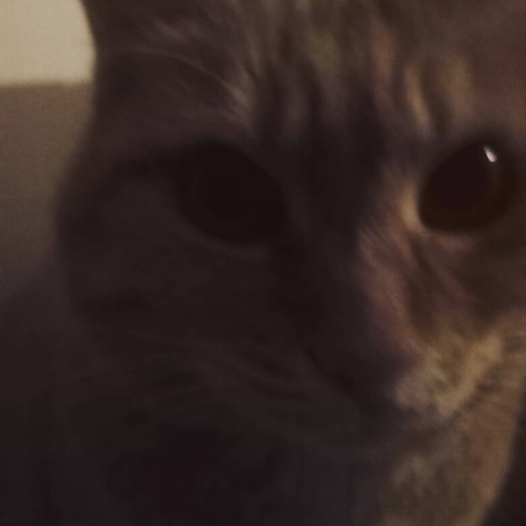 kam3918's tweet photo. Olivia says hello #Cats https://t.co/zn5ddHylYK
