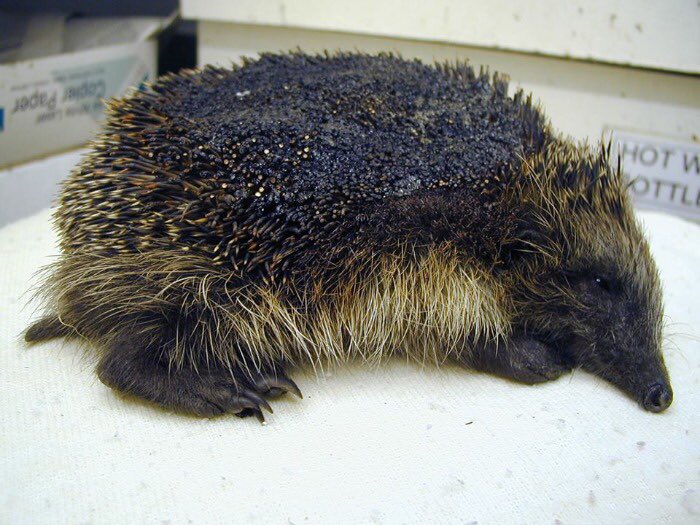 This #hedgehog sheltered under wood and leaves and was set on fire. This will soon be happening in gardens and fields near you. Please check bonfires before lighting. RT #RememberHedgehogs 🦔 @HedgehogSociety