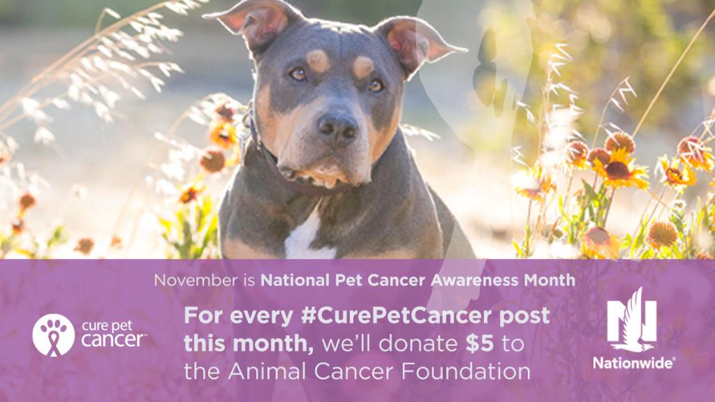 Friendship Hospital on Twitter "Share your pet cancer story and NationwidePet will donate 5