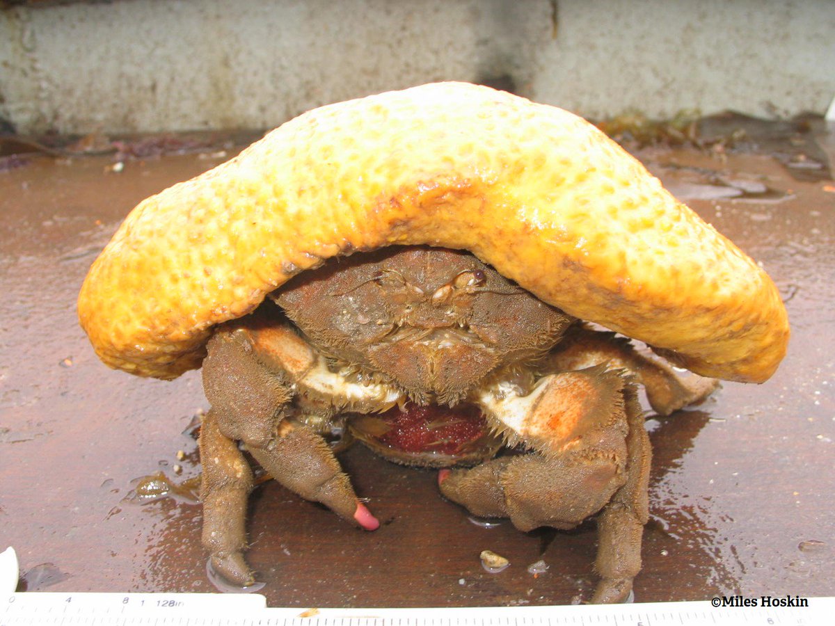 The Wildlife Trusts on X: The sponge crab grows an enormous 'hat' of  living sponge, perfectly fitted to the shape of its shell. Stylish and  great for camouflage!  / X