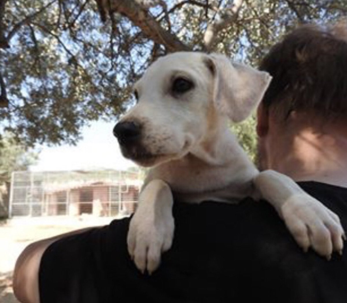 PawfectMatchUK's tweet photo. Handsome Huggy needs a Home 🏠🐾
Huggy is a sweet, cuddly, inquisitive, funny and playful pup. He is well socialised with children and other dogs and is expected to make it to around medium size. Visit Huggys profile to see how you can #foster or #adopt https://t.co/oMwIThnGDK https://t.co/3DXJQ3ANLr