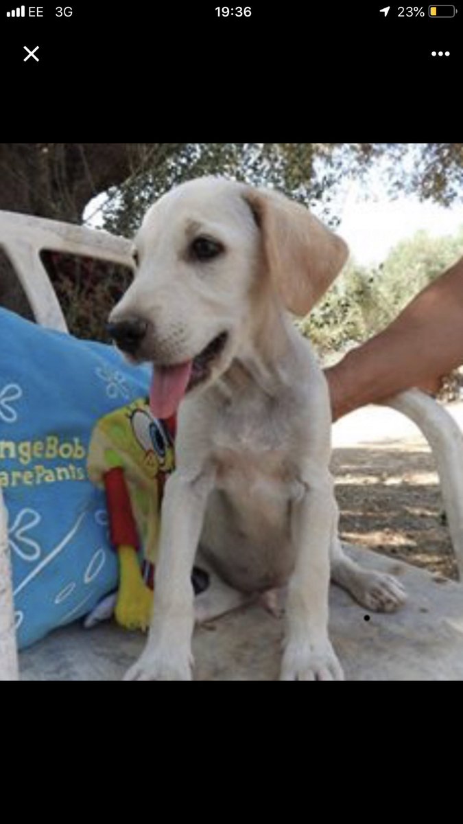 PawfectMatchUK's tweet photo. Handsome Huggy needs a Home 🏠🐾
Huggy is a sweet, cuddly, inquisitive, funny and playful pup. He is well socialised with children and other dogs and is expected to make it to around medium size. Visit Huggys profile to see how you can #foster or #adopt https://t.co/oMwIThnGDK https://t.co/3DXJQ3ANLr