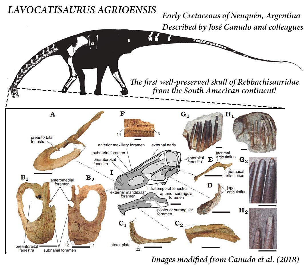 rebbachisaurid
