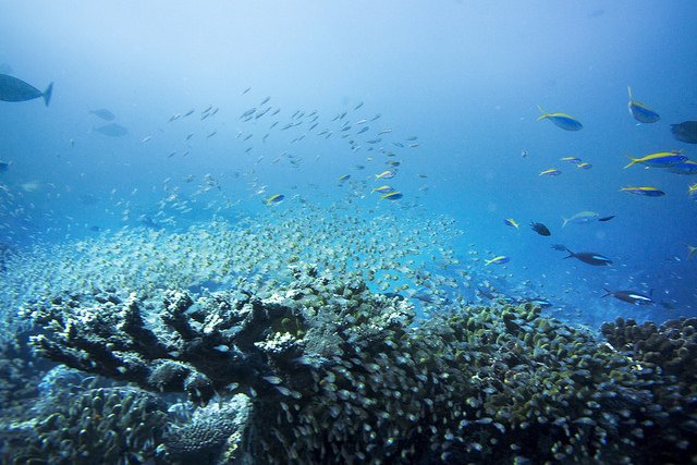 UN's tweet photo. Through a new @UNDP_Pacific initiative you can now adopt your very own shark - and help conserve reef &amp; marine life. https://t.co/3MfihZOBiu  #GlobalGoals via @UNDP https://t.co/Oj7eMJqKXu