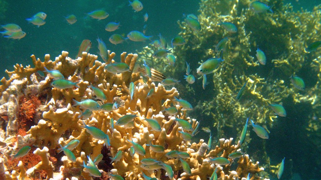 ConsBIoNews's tweet photo. Rigs to Reefs: Using What We Have to Protect Coral Reefs https://t.co/vUBCP5oIep https://t.co/dJffOwTbba