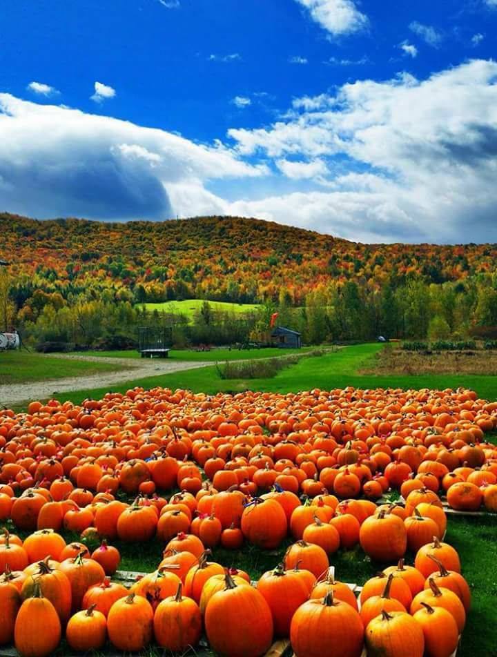 teedjvt's tweet photo. Hmmm, LOVE this pic.  What do you notice?  What do you wonder?  @BBlankePhD @MFAnnie #VTFall https://t.co/kxXanWZPyL