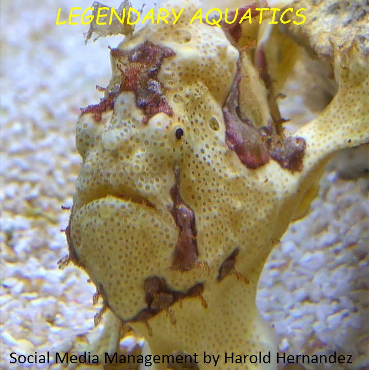 LegendAquatics's tweet photo. Visit Legendary Aquatics at their new location and you will quickly understand what sets an award-winning team and store apart from the rest. #aquarium #coralreef #fishtank #reefaquarium #reeftank #saltwateraquarium #saltwatertank #chesapeake #battlefieldblvd https://t.co/yj0SARC3iQ
