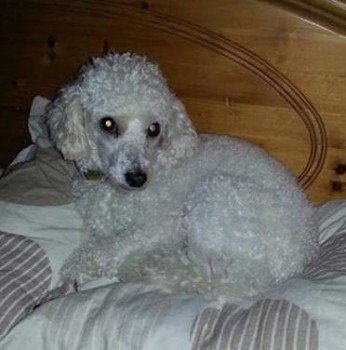 millypod1's tweet photo. 🆘MAX #Lost #ScanMe White MIN Poodle Male
SEEN : Smithy Bridge Road
#Smallbridge area #Rochdale towards #Littleborough #OL15
https://t.co/1D0f6sM7Ww https://t.co/cnArhM4U7d