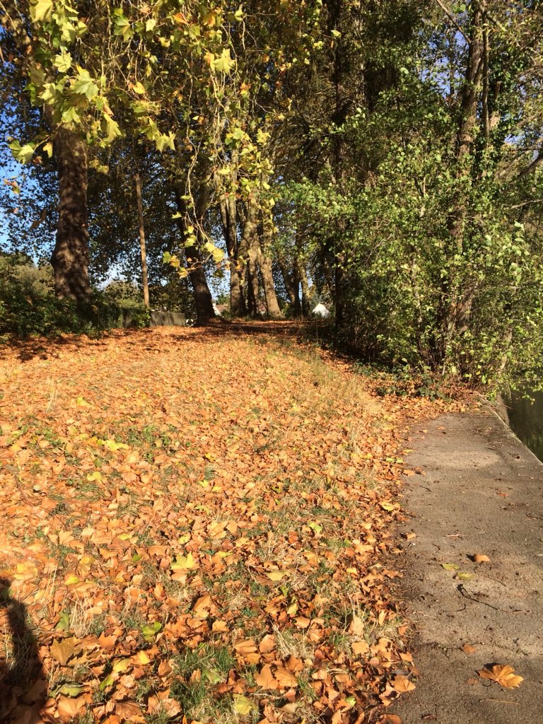 ChassainV's tweet photo. Un matin au bord du Loing ❤️ #SeineEtMarne #Nemours #couleurdautomne https://t.co/08vycVep7J