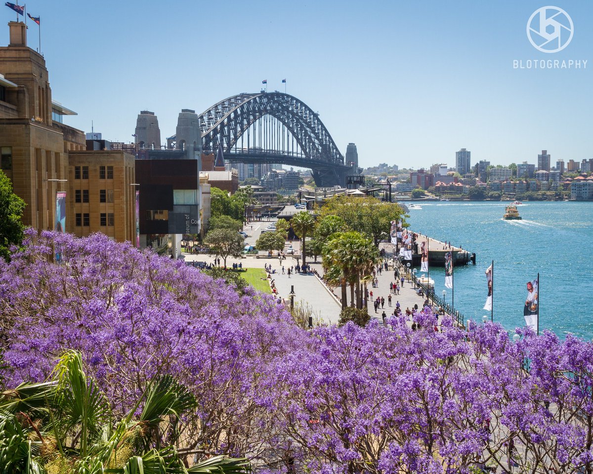 Jacaranda 💜💜💜 #blotography #jacaranda #flowers #purple #SydneyHarbour #circularquay #thegoodlife #sydneyspring #Sydney #perfection #exploresydney #springtime #nature #floral #sydneyphotography #sydneyphotographer #travelphotography #ilovesydney #sydneylife #beautifulworld