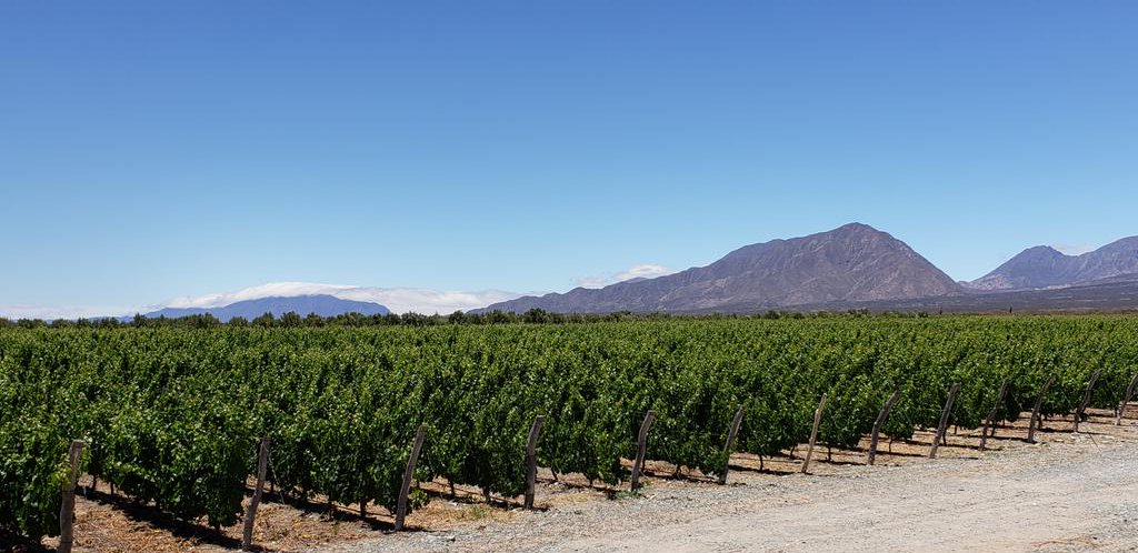 alelahitte's tweet photo. Un lugar recomendable para visitar en Tolombón es Estancia Los Cardones. El paisaje, la hospitalidad, la bodega y los vinos son imperdibles para todo amante del vino. https://t.co/4x7R57pzsU