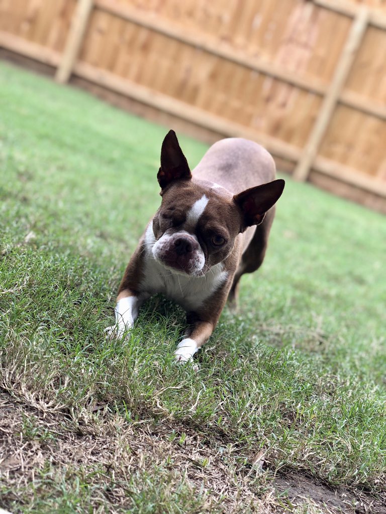 BrookmanMelanie's tweet photo. @bterrierdogs Our one eyed Lila!💕 https://t.co/UXjTvkV7jN