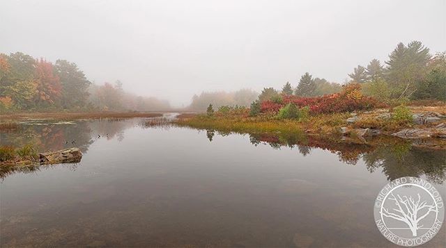 Fog forms over Duck Brook Pond following a heavy afternoon rain, in Acadia National Park. . . . . . . #scenicMaine #Maineoutdoors #onlyin207 #wildMainers #hikeMaine #exploreMaine #getyourMaineon #Mainetheway #Maine #MaineThing #mytravelgram #worldplaces … ift.tt/2SBce2x