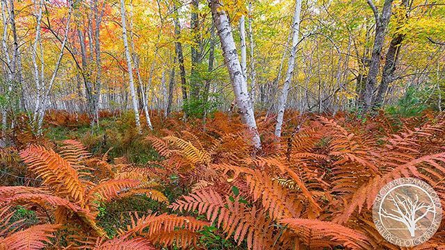 'Ferns and Birch Trees' Late season ferns accent the white birch trees and other fall foliage colors. Sieur de Monts section of Acadia National Park, Maine. . . . . . . #exploremore #acadianationalpark #ignewengland #mainetheway #mainelife #fallcolor #ig… ift.tt/2zo1Z8S