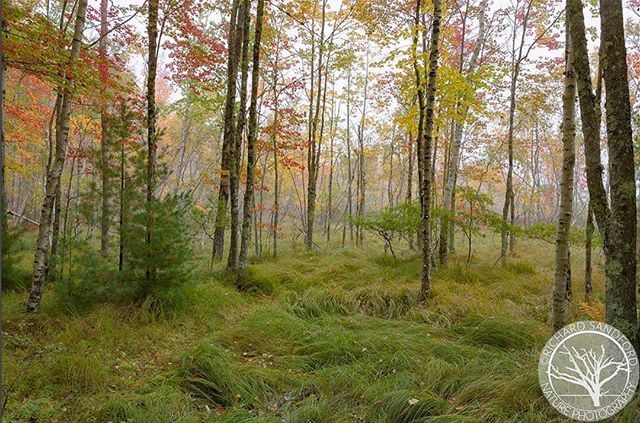 Autumn colors in the woodlands of Sieur de Monts, Acadia National Park. . . . . . . #scenicMaine #Maineoutdoors #onlyin207 #wildMainers #hikeMaine #exploreMaine #getyourMaineon #Mainetheway #Maine #MaineThing #mytravelgram #worldplaces #tlpicks #letsgoev… ift.tt/2SBcj6l