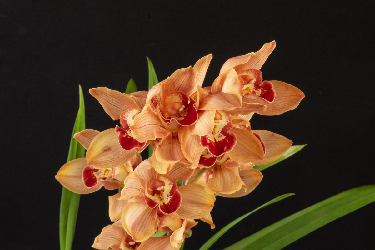 _orquideas_'s tweet photo. #orchid #orchids #orquidea #orquideas  #orchidee #orchideen #cymbidium https://t.co/xV7hR7F0uk