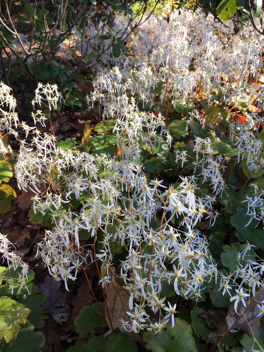 keeperofthegdns's tweet photo. #Saxifragra #fortunei brightens up the woodland garden at #Savill #Garden https://t.co/C14MtD5GRI