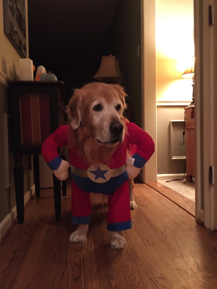angryboggs's tweet photo. Darby
#superdog https://t.co/o9pfhPLzYb