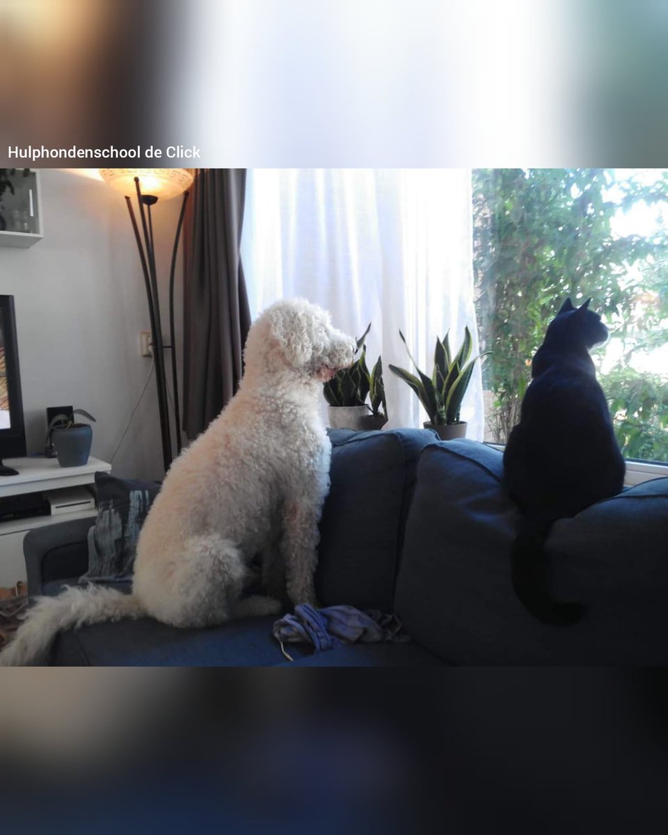 CLiCKhulphonden's tweet photo. Soms komt het voor dat één van onze honden de opleiding niet kan afmaken. Dit geldt voor Kai (2,5 jr) en daarom zoeken we voor hem een nieuw plekje. Denk jij het perfecte plekje voor Kai te hebben? 
Meer info incl. contact info is te vinden via deze link: https://t.co/DvX5dkk51K https://t.co/Ibsw6SgMij