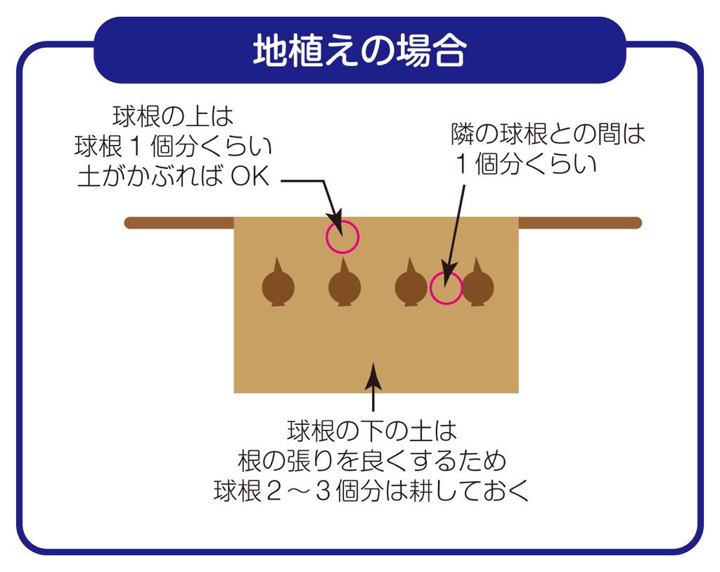 アルビレックスチューリッププロジェクト A Twitteren チューリップの植え方 その4 ちなみに球根には植える向きがあります 間違ってはいけないのが上下 とんがっている方が上で芽が出ます 写真1ではちょっと芽が出てますね 写真2は下で根が出る方です 土