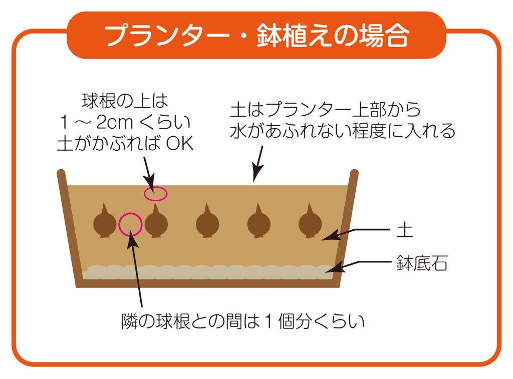 アルビレックスチューリッププロジェクト チューリップの植え方 その3 プランター 鉢 に植える方はまずプランターの半分より少し多めに培養土を入れ それから球根を植えて土をかけます 球根同士は球根1個分離して 上は水が溢れない程度まで土を入れ