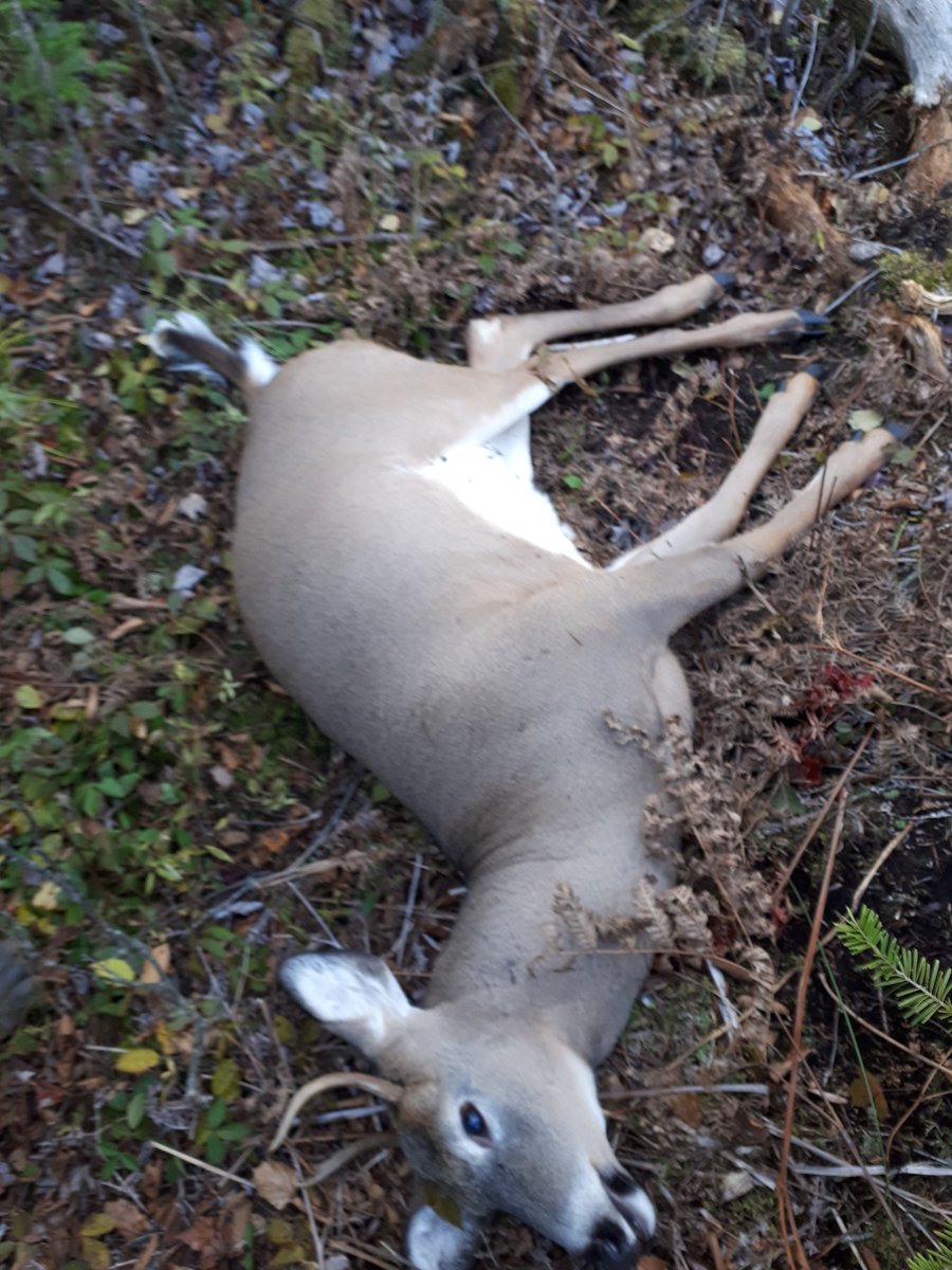 ADickson77's tweet photo. Muzzle loader tag filled!! On to rifle! #deerseason2018 #deerhunting https://t.co/BdKBQ0ElSc