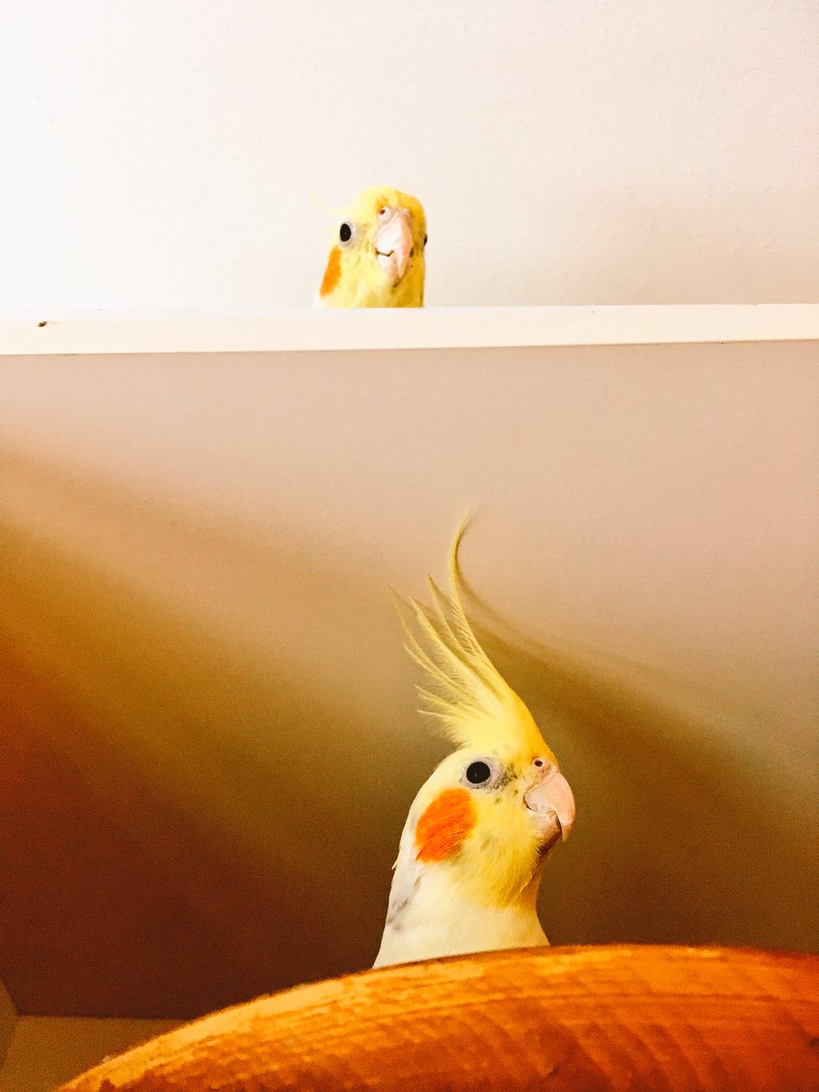 Uzivatel Sayuline Na Twitteru 我が家の面白い鳥さん達 オカメインコ キンカチョウ 日光浴 散歩 白キンカ キンカチョウは全部で4羽 Uzivatel Sayuline Na Twitteru 我が家の面白い鳥さん達 オカメインコ キンカチョウ 日光浴 散歩 白キンカ キンカチョウは全部で4羽
