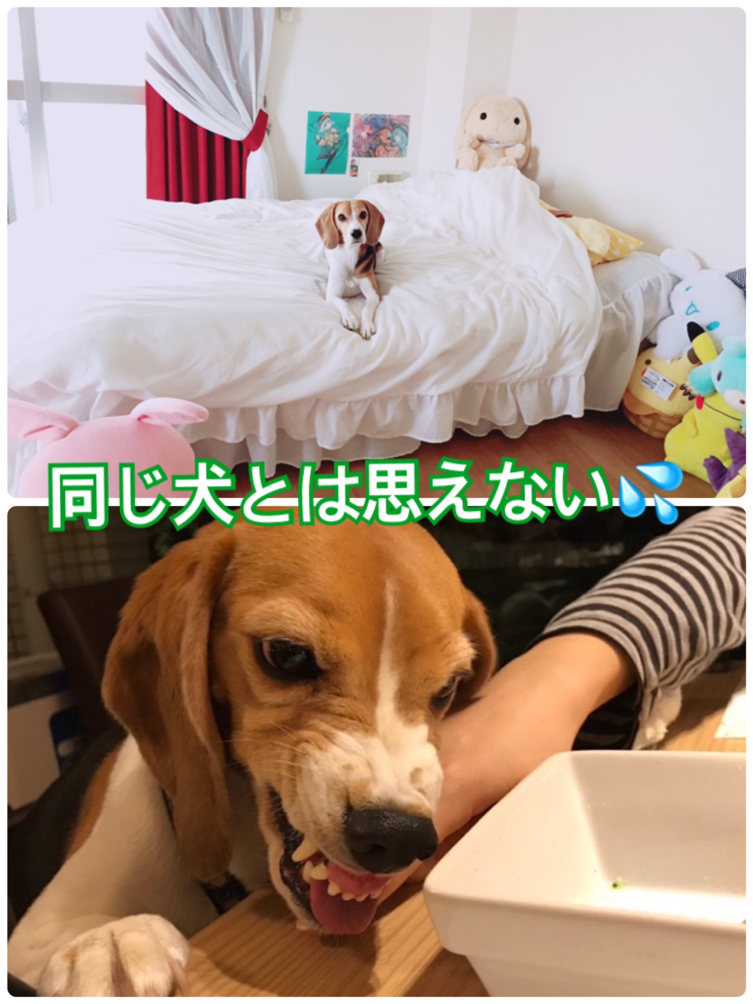 友重さえ子 ビーグル 犬の性格 犬のしつけ 犬の気持ち ワンランク上のペットのおうちケア専門ショップ ペットホテルmajun T Co Oqx8ibb47u Twitter
