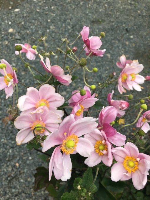 秋明菊のtwitterイラスト検索結果 古い順