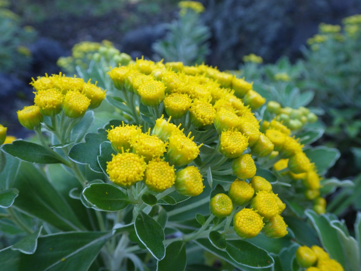 植物多様性センター 神代植物公園 على تويتر 伊豆諸島ゾーン海岸性岩地エリアにイズノシマウメバチソウが見ごろとなっています 暑さを避けて鉢で栽培していたものをイソギクのすぐ近くに移植したものです 涙の粒をつけた睫毛のような仮雄しべがチャームポイント