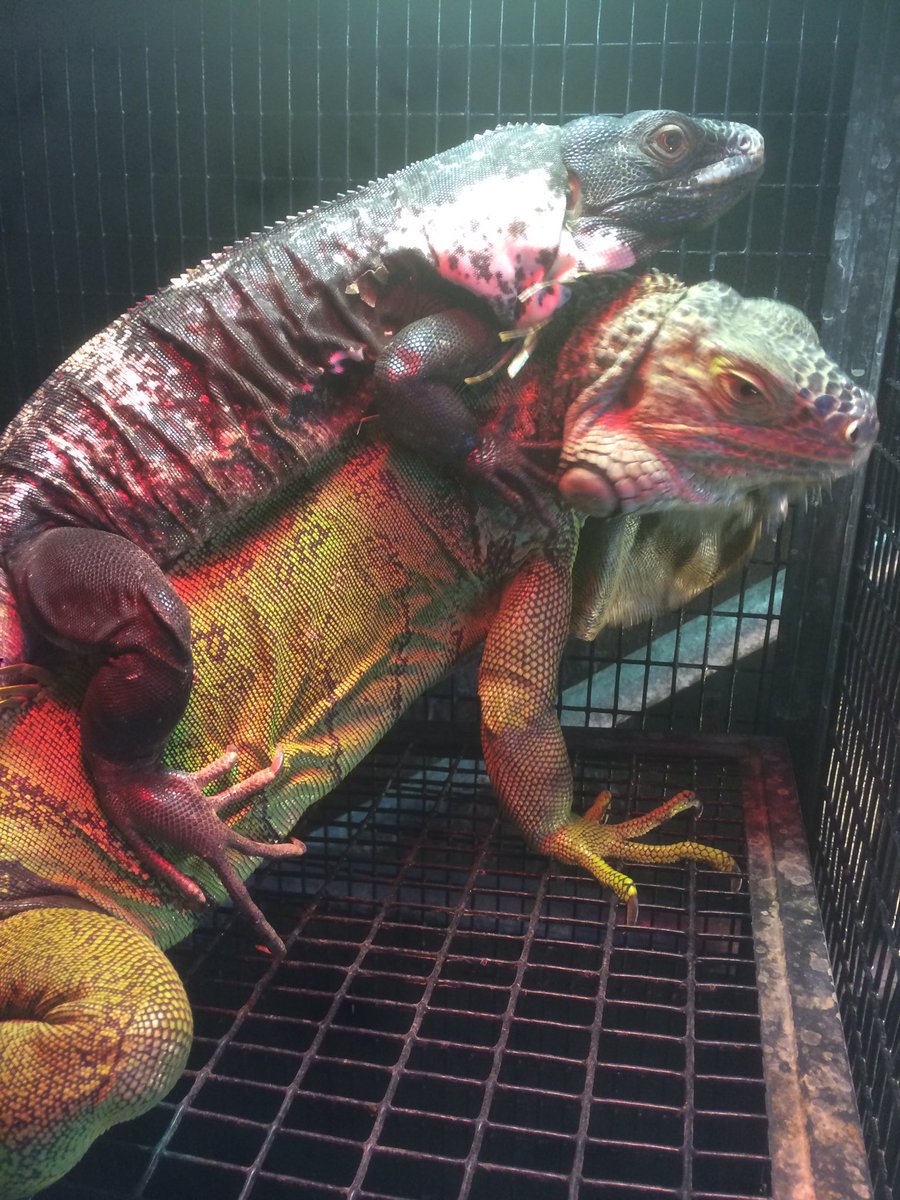 大須モンスターoozoo Twitter પર イグアナさんの可愛い写真が撮れました 大須モンスター Oozoo 爬虫類カフェ 触れ合い グリーンイグアナ トゲオイグアナ