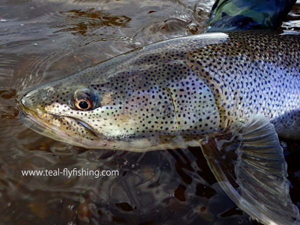 Teal 杉浦雄三 Tealツアーin北海道 イトウ釣行記のご報告です を投稿しました エキサイトブログ T Co Sibzoi5hyh