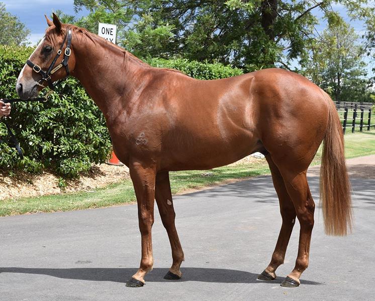 minerviniracing's tweet photo. Our well-bred gelding Super (3g Snitzel - Good Weekend) resumes in the #Jamesboags Maiden Plate over 1050m @SAJockeyClub on Tuesday. 
Jason Holder rides from ten. Best of luck to connections. https://t.co/825wSUHsdT